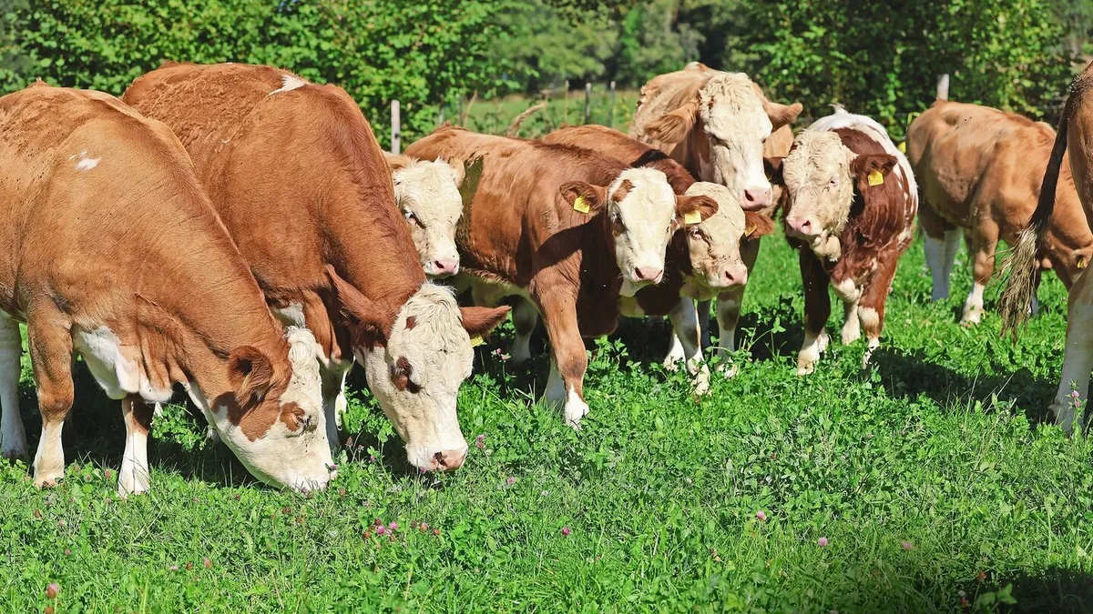0b5bc9967332a64ff0789d23f2d8b1f55075ce753b3a75ce734a0c8dbcbd8135 Mit den steigenden Temperaturen steigt auch die Gefahr von Hitzestress. Gruppenbildung kann ein mögliches Anzeichen sein.