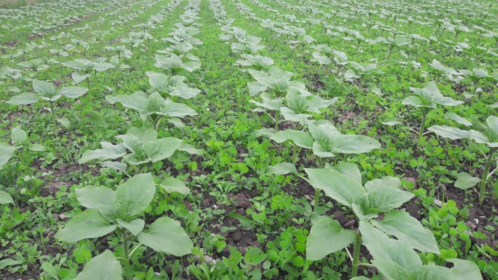 Untersaaten könnten den Einsatz von Herbiziden ablösen. Der Anbau müsse sich allerdings auch finanziell für den Landwirt lohnen, um einen Verzicht in Betracht zu ziehen. (Bild Hansruedi Schoch, Agridea)