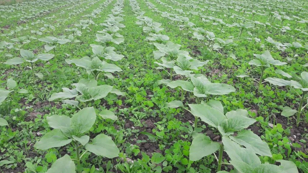 5f58e81e6e018d14790072b7b9533a06f0183ff5 Untersaaten könnten den Einsatz von Herbiziden ablösen. Der Anbau müsse sich allerdings auch finanziell für den Landwirt lohnen, um einen Verzicht in Betracht zu ziehen. (Bild Hansruedi Schoch, Agridea)