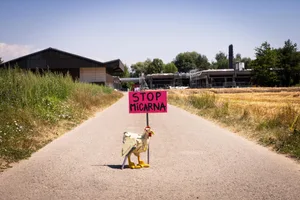 Greenpeace erhebt gegen den geplanten Micarna-Geflügelschlachthof Einspruch.