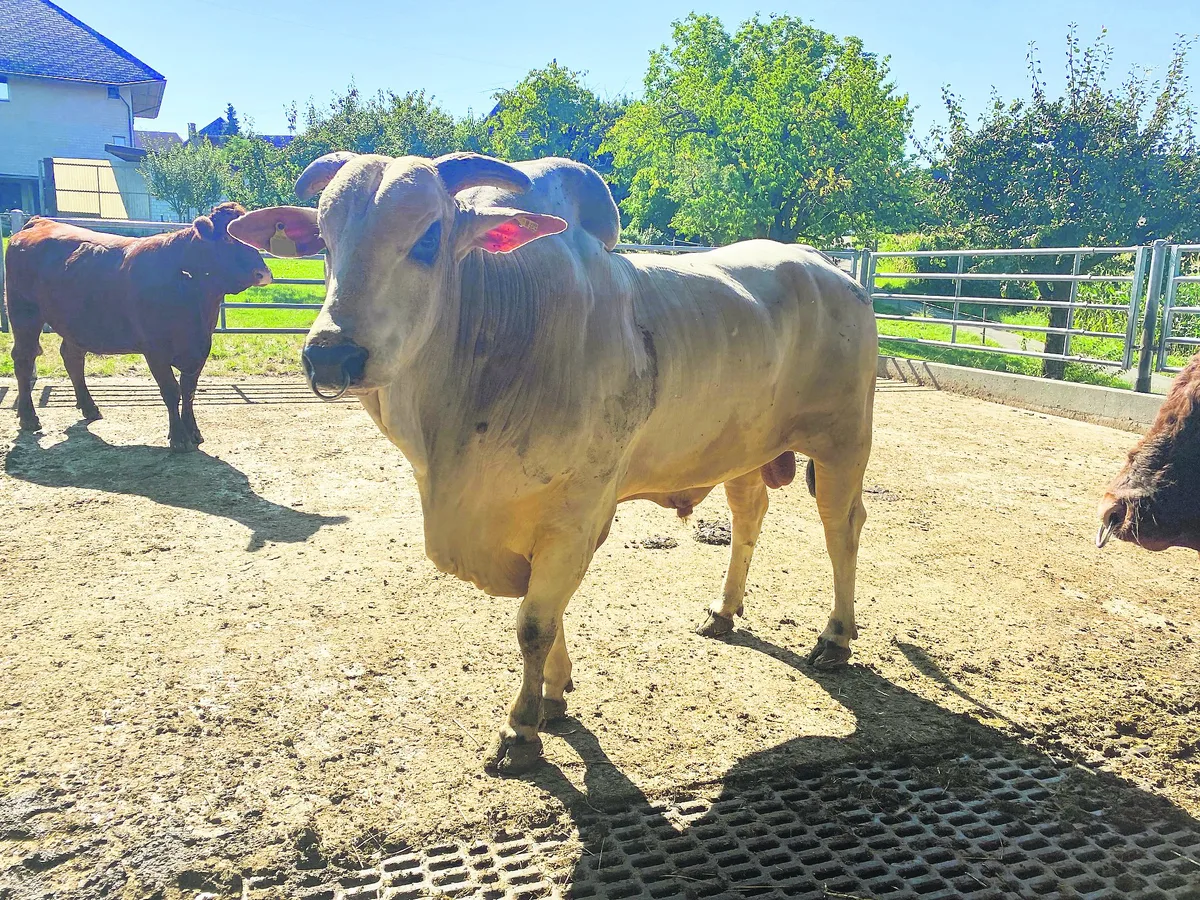 BZ-BET1-41-Zebu-Oben-tpb Dank des Zebu-Stiers hat Joachim Krebs weniger Probleme mit Kälberkrankheiten