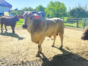 Der Auftritt des brasilianischen Zebu-Stieres, den der Betriebsleiter Joachim Krebs dem Experten Hansruedi Lobsiger abkaufen konnte, macht Eindruck.