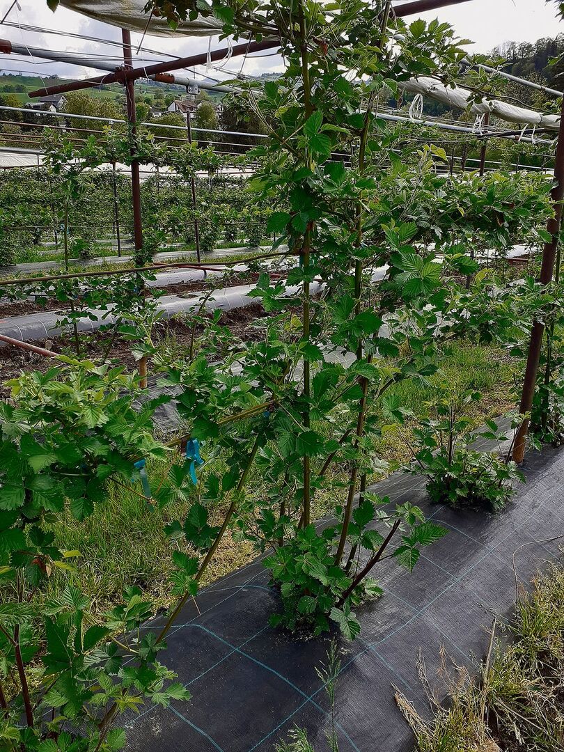 Brombeeren gehören zu den Beerenarten, die gut mit steigenden Temperaturen und heissen Sommern umgehen können.