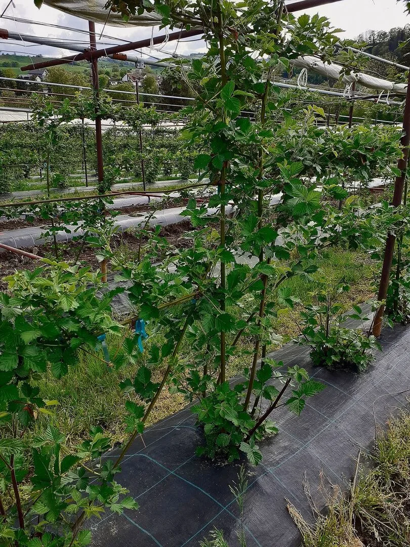 Brombeeren gehören zu den Beerenarten, die gut mit steigenden Temperaturen und heissen Sommern umgehen können.
