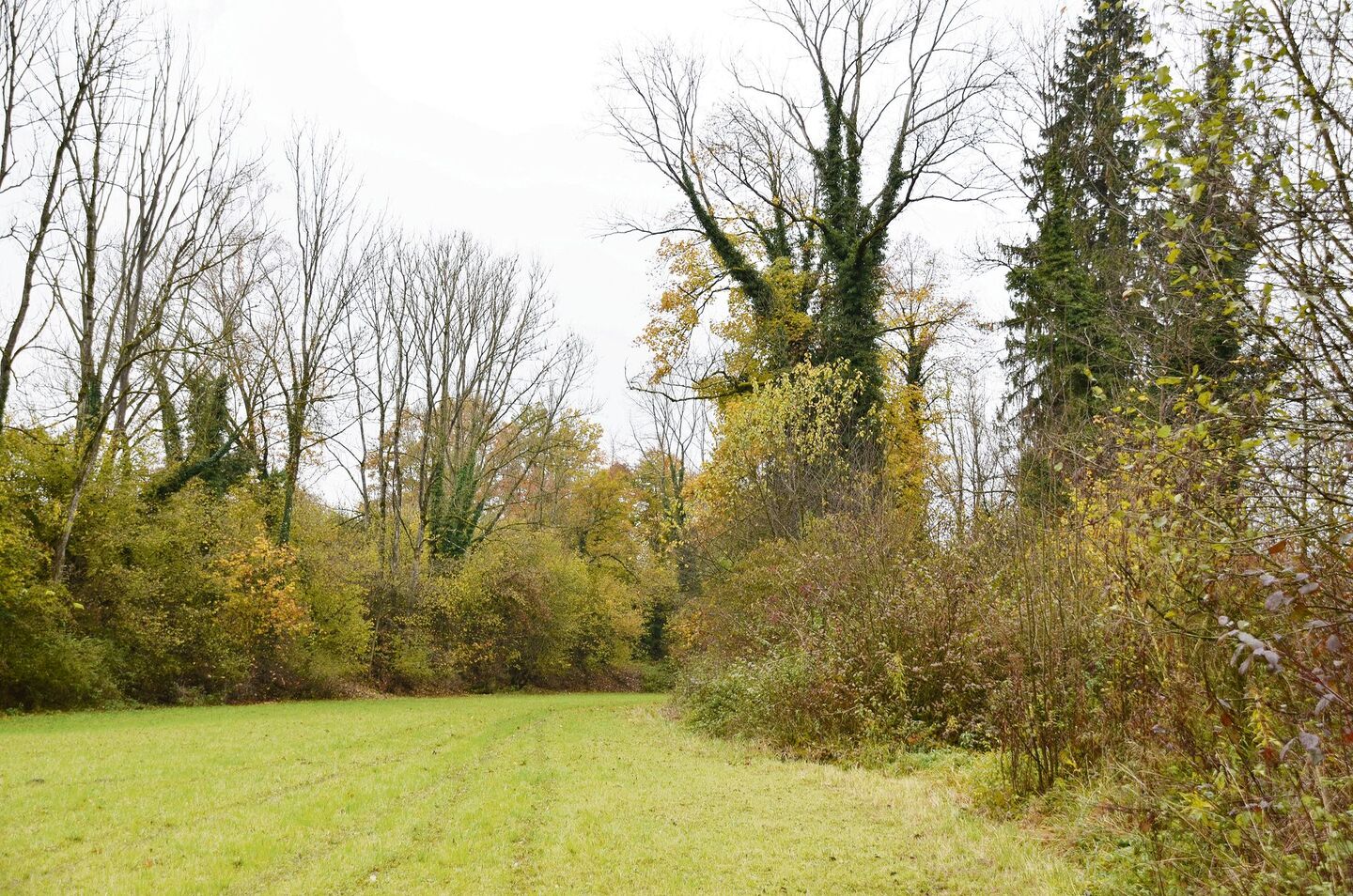 Artenreiche, gestufte Waldränder sind wertvolle Lebensräume und vernetzen den geschlossenen Wald mit dem Offenland.