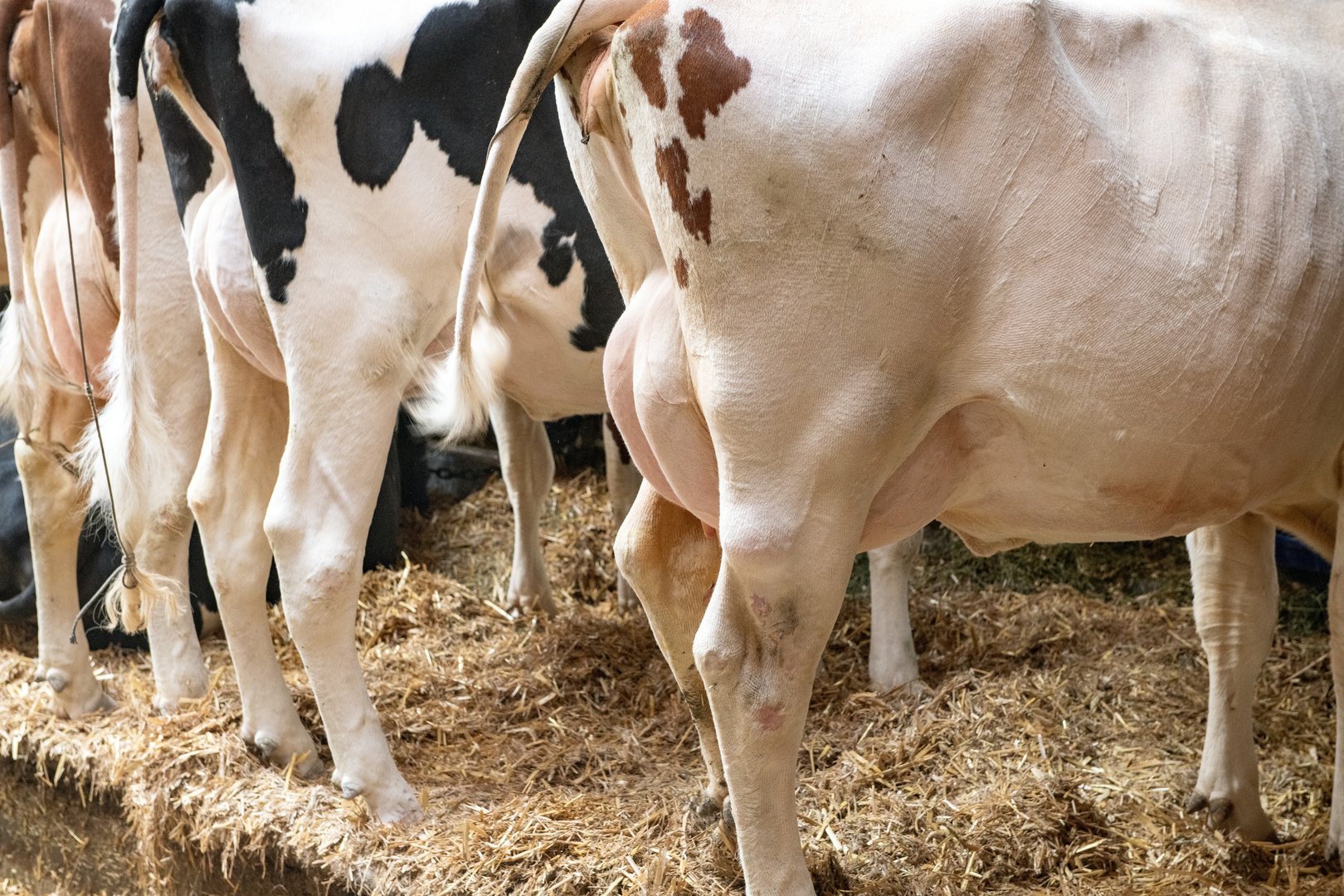 Swissgenetics: Wer bestimmt, welche Kuh die Schweiz züchtet?