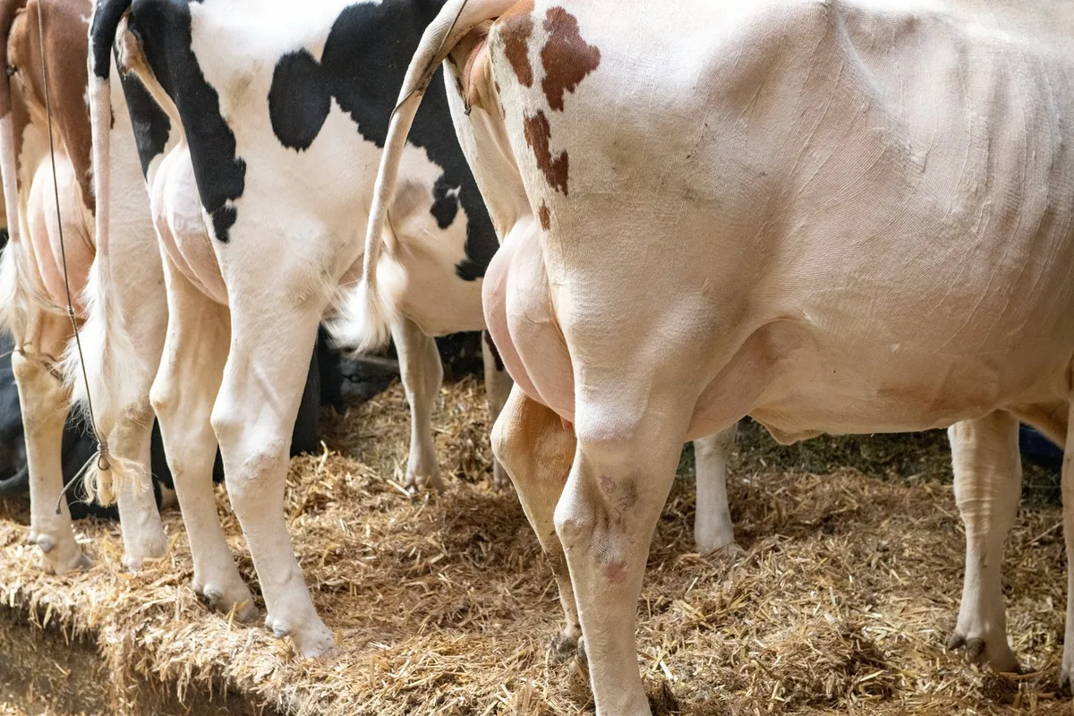 _AMM0646_Kopie Swissgenetics: Wer bestimmt, welche Kuh die Schweiz züchtet?