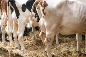 Die einen verlieren, die anderen gewinnen. Welche Verantwortung trägt Swissgenetics?