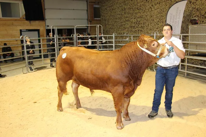 4155273b1a3ae9f6cf7f5319eac5309e4192f544 Der Limousin-Stier Burri's Tarzan MHF von den Züchtern Franz und Anita Burri-Meier aus Dagmersellen LU war am Mittwoch dieser Woche mit 8900 Franken der teuerste Stier am Stierenmarkt. (Bild Hans Rüssli)