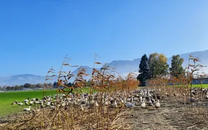 Die Ribel-Gänse ernähren sich in der zweiten Phase, der sogenannten Erhaltungsphase, vor allem von Ribelmais, den sie bodeneben abfressen. (Bilder Geflügel Gourmet AG)