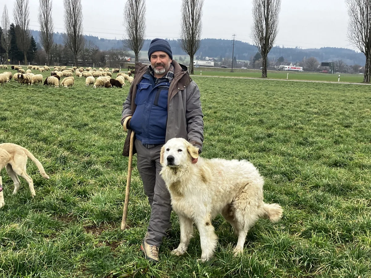 OS_10_C_Erw.Legende_Schaefer Unterwegs mit 500 Schafen, sechs Hunden und zwei Eseln