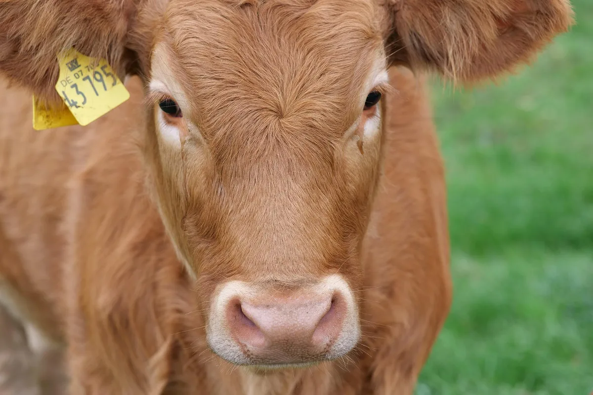 cow-g13f44c509_1920 Stier aus Schlachthof ausgebüxt