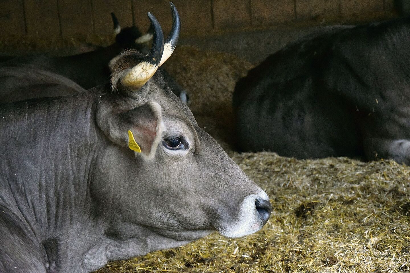 Für einen besseren Kuhkomfort sollten die Liegeflächen ausreichend gross, weich und trocken sein. Konkret bedeutet dies, dass man sich mit den Knien auf die Liegefläche fallen lassen kann, ohne dass einem anschliessend die Knie wehtun oder die Hose feucht ist.