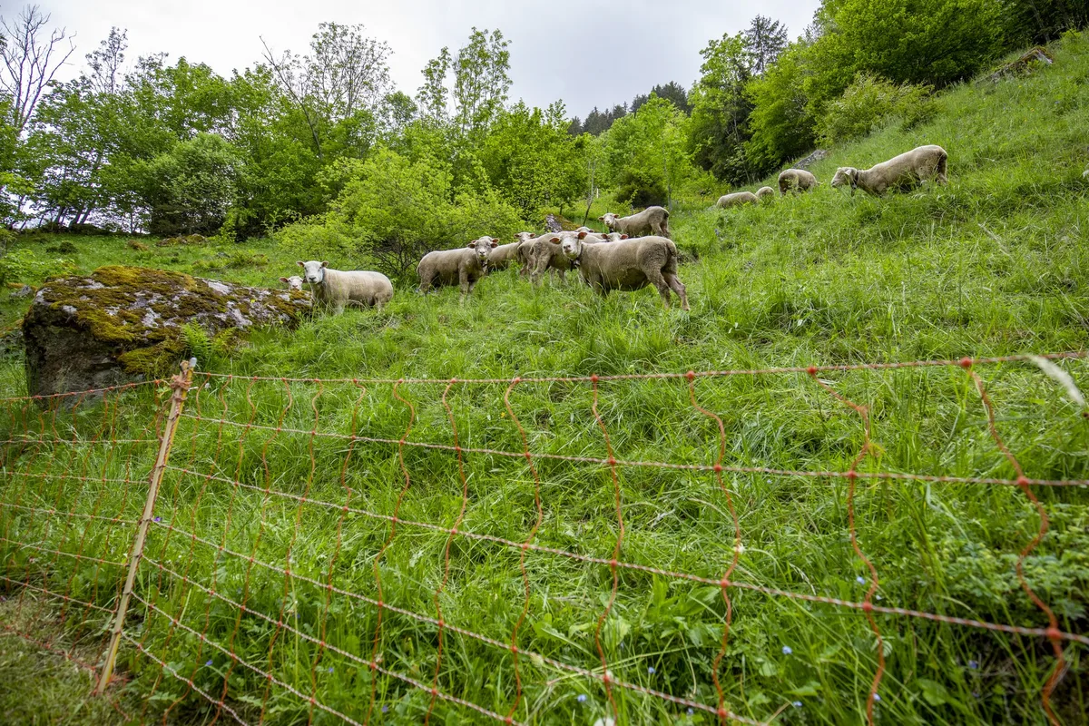 hinteres_lauterbrunnental_be__1_ Pro Natura will Sömmerung von Schafen neu denken: «Die Aufgabe einzelner Alpbetriebe darf kein Tabu sein»