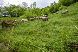 Schafsömmerung im hinteren Lauterbrunnental.