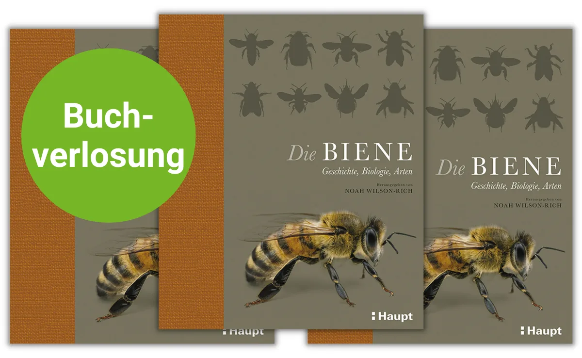 DG_Bienen Buchbesprechung: «Die Biene» ist ein bestechend schönes Buch über die Welt der Bienen