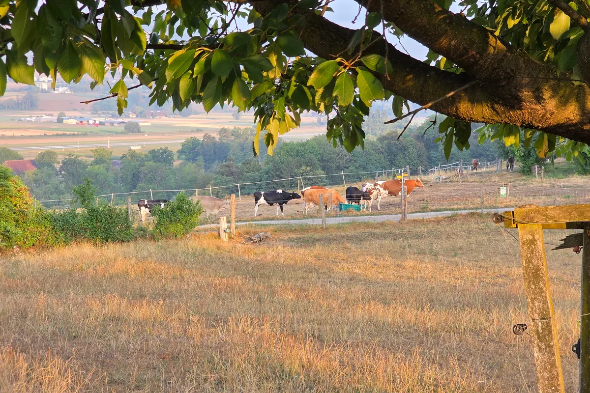 20260806_070559.jpg Der Futtermangel wird zum grossen Problem für unzählige Betriebe in der Schweiz. Auch im nahen Ausland sieht es nicht wirklich besser aus. Kühe werden frühzeitig geschlachtet. Die Tiere werden fehlen.