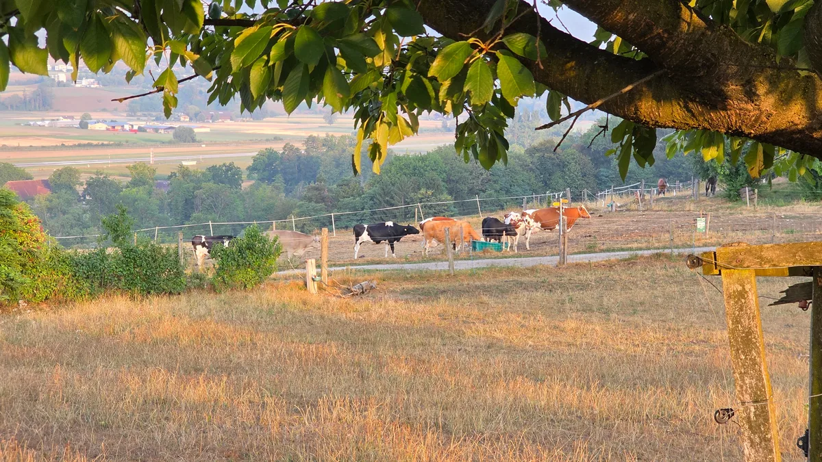 20260806_070559.jpg Der Futtermangel wird zum grossen Problem für unzählige Betriebe in der Schweiz. Auch im nahen Ausland sieht es nicht wirklich besser aus. Kühe werden frühzeitig geschlachtet. Die Tiere werden fehlen.