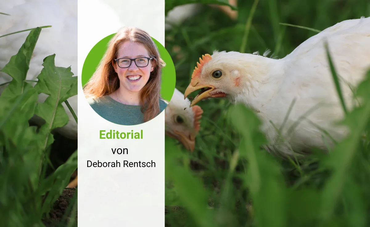Pouletproduktion-Edito-Rentsch Pouletproduktion zwischen Markt und Politik