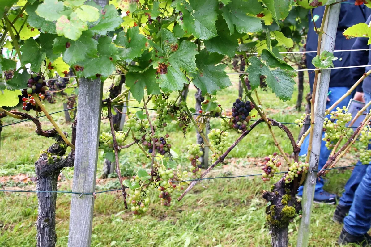 csm_hallau_pflanzenschutzabend_mittlerer_ertrag_3530d3a84c Frost, Hagel und Krankheiten vermiesen Walliser Weinernte