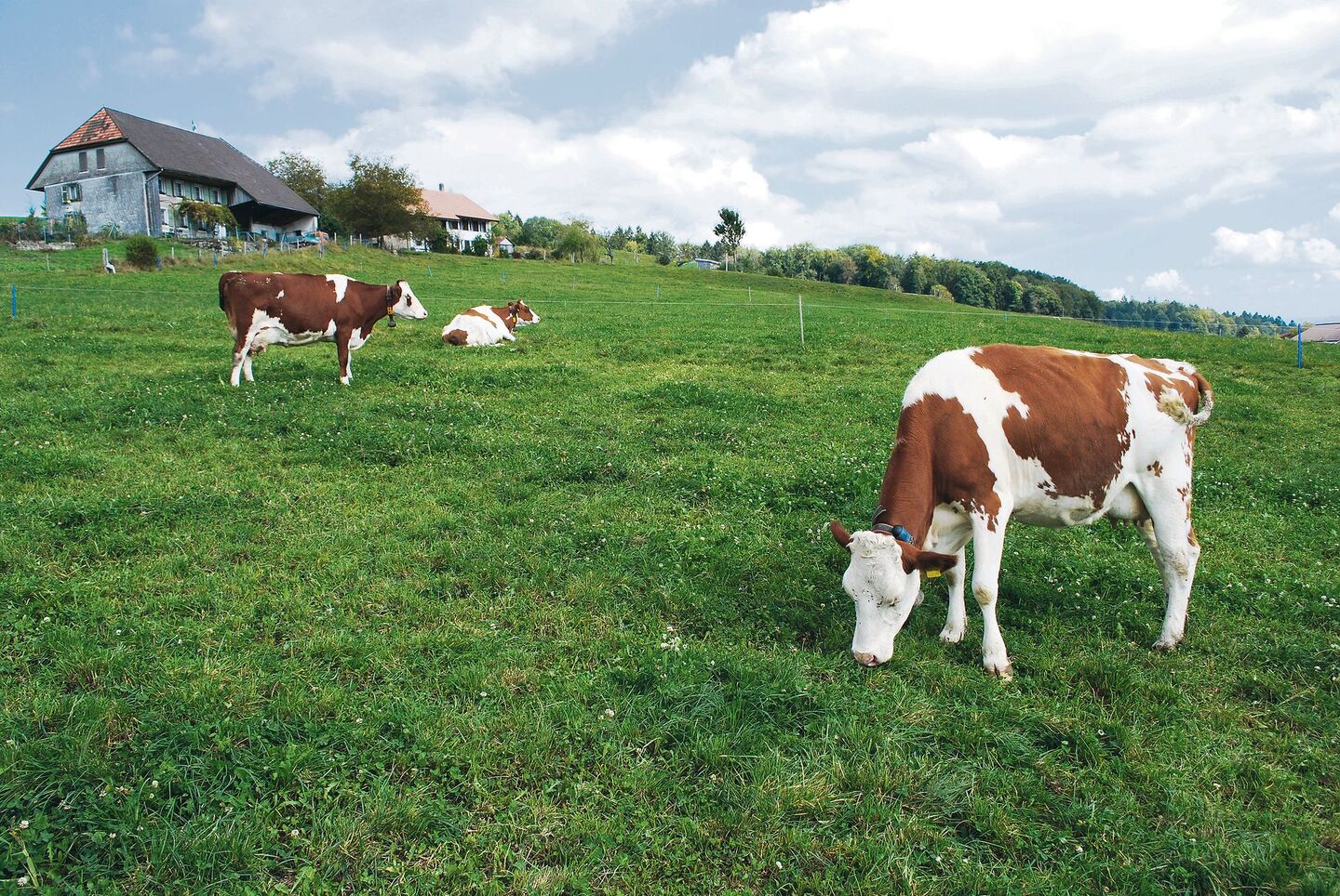 Pansenblähungen beim Rindvieh sind ein Herbst-Problem