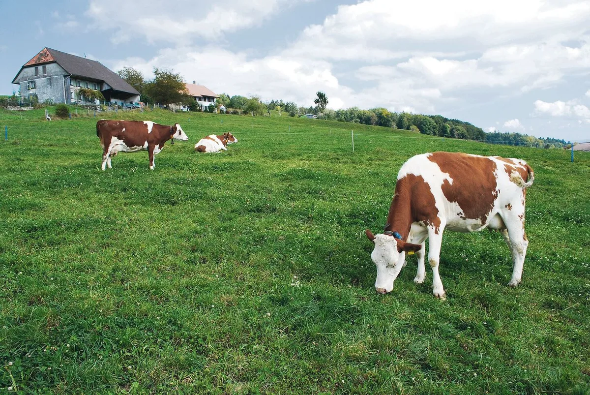 ce09aded99f1a56507985a338bfe4548e747889ef976f3348f67878bb57f6890 Pansenblähungen beim Rindvieh sind ein Herbst-Problem