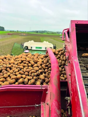 Glück mit dem Wetter hatte, wer die Kartoffelernte vor der Schlechtwetterperiode einbrachte.