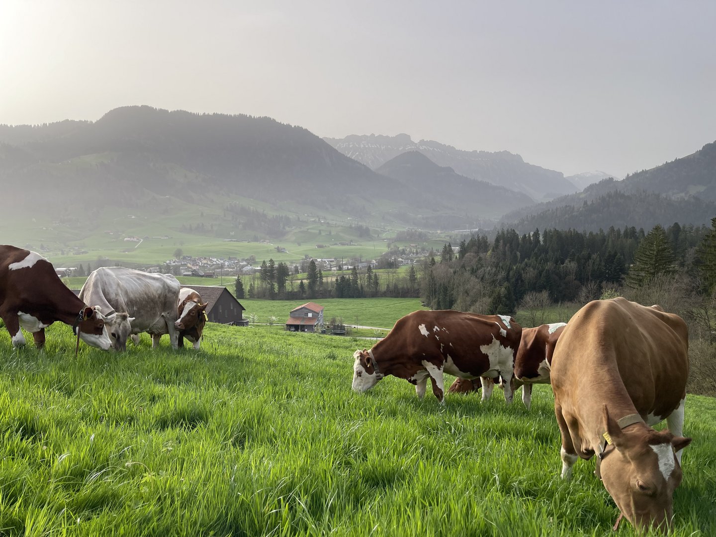 Weide im Frühling: Jetzt geht es nicht «nur» um Magnesium