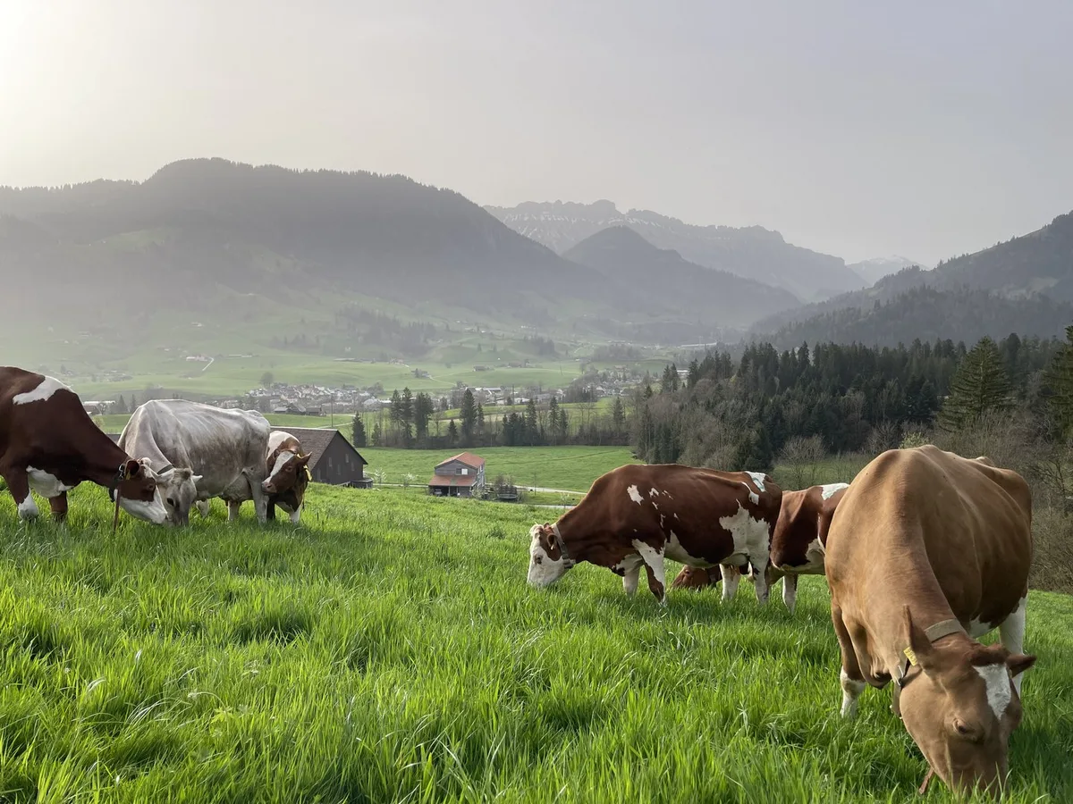 Fachfrau_Alternativbild_von_aem Weide im Frühling: Jetzt geht es nicht «nur» um Magnesium