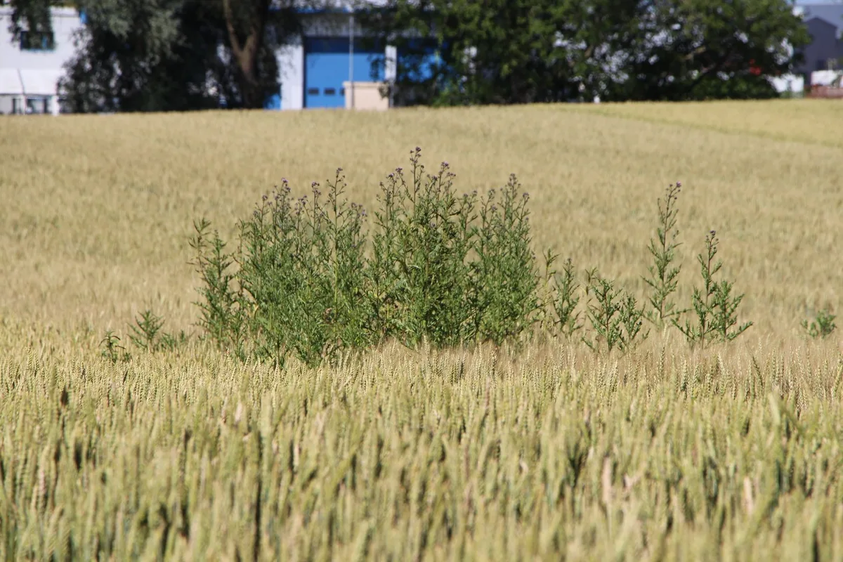 Die Ackerkratzdistel mit Strategie bekämpfen – so geht’s
