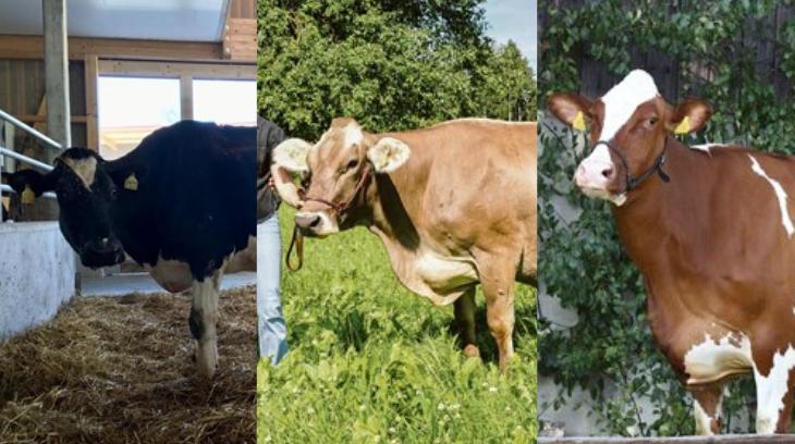«Superkühe»: Die aktuell besten, noch lebenden Milchkühe des Landes