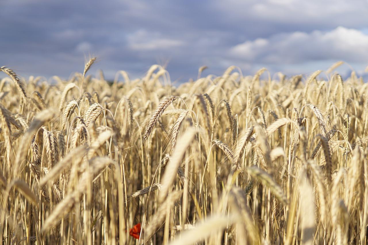 Uno-Institution fordert vielfältige Landwirtschaft gegen Welthunger