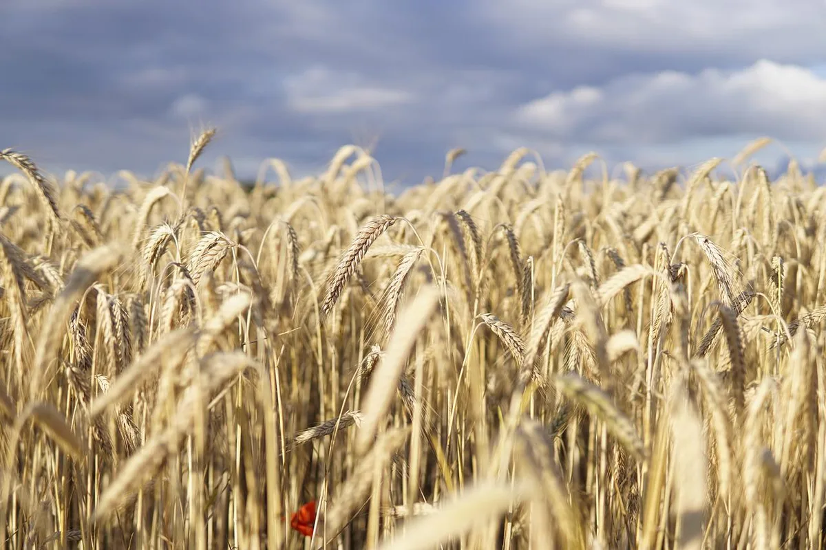wheat-field-5392067_1280 Uno-Institution fordert vielfältige Landwirtschaft gegen Welthunger