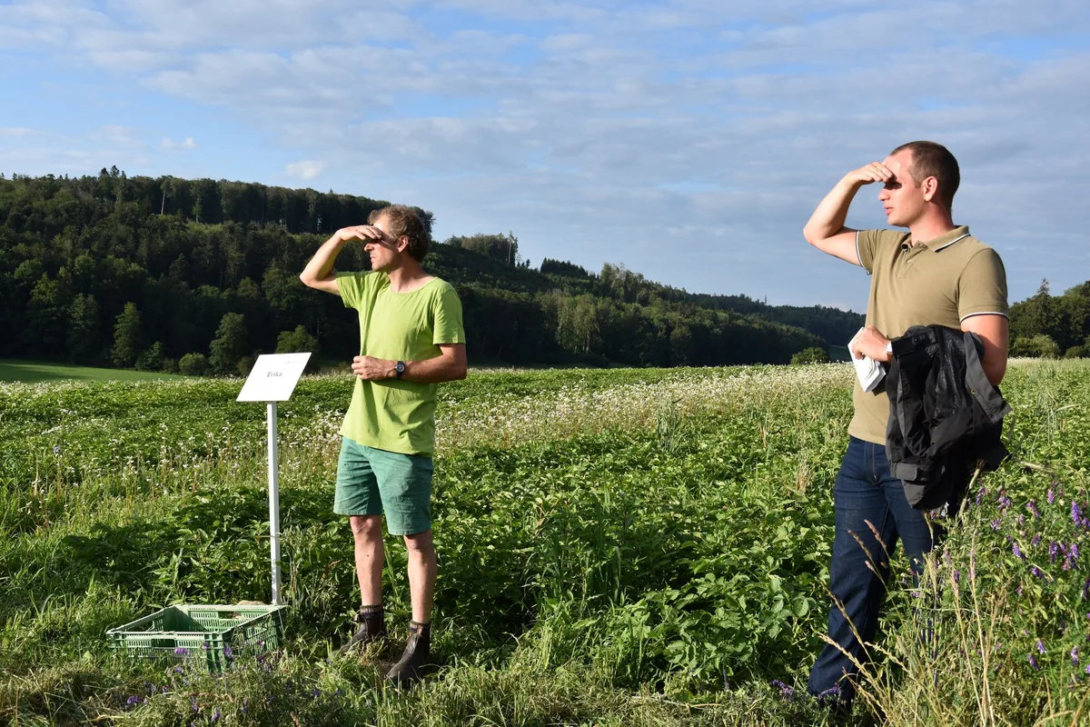 ae1c9af6e6c1e5652f7913c5065a817fb0f9b947 Die Aussichten für krankheitsresistente und stabile Kartoffelsorten stehen gut. Hier im Feld von Christoph Hauert in Bibern SO. (Bild sjh)