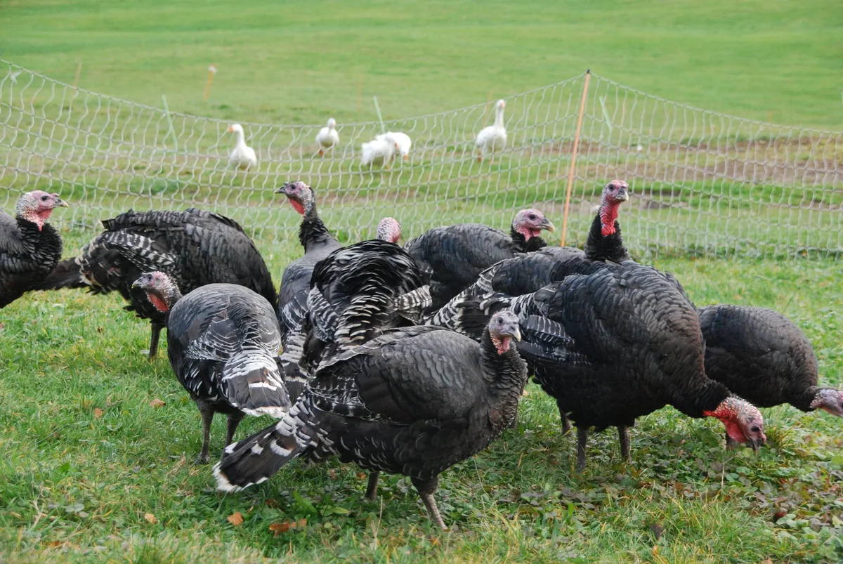 Zu Thanksgiving und Weihnachten kommen ausländische Truthähne auf den Tisch