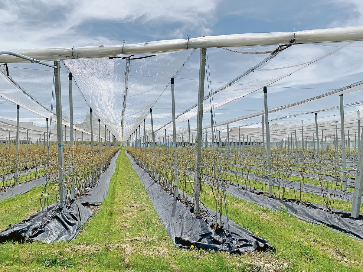 74f2332d071fcd9dd4907d57c9c9d7313f0ee036 Das Potenzial für Spezialkulturen wie Beeren soll im Kanton Luzern analysiert werden. Das Bild zeigt eine Anlage für Bio-Heidelbeeren in Gelfingen. (Bild Josef Scherer)