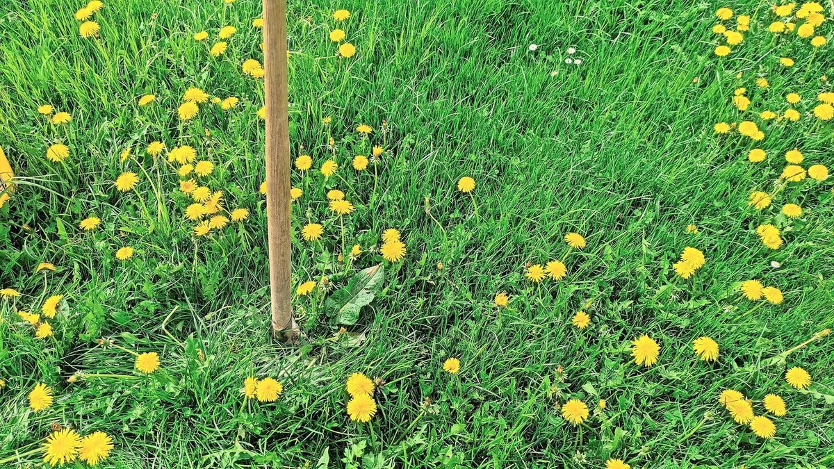 Mit dem guten alten Eisen gegen den «Nährstoffräuber»