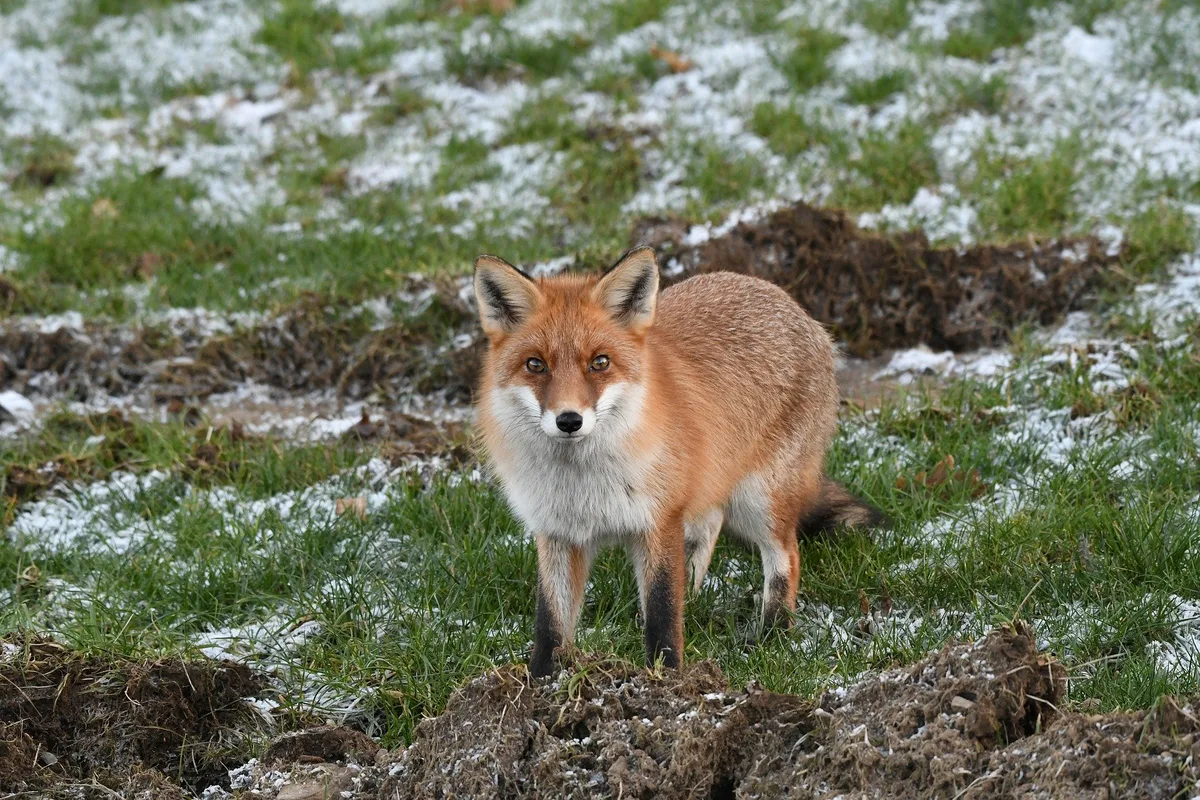 fuchs_feld Zum Wohl der Tiere besser auf Feuerwerk verzichten