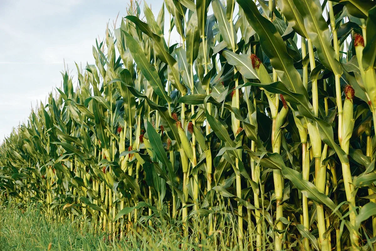 e22d5b31b0266ae3ae984bbc2fddcabf8922489b Landwirte müssen bei ihrer Fruchtfolgeplanung an den Maiswurzelbohrer denken: Im ganzen Kanton Luzern darf nicht mehr Mais nach Mais angebaut werden, andernfalls braucht es eine Anbaupause von mindestens zwei Jahren.(Symbolbild rae)