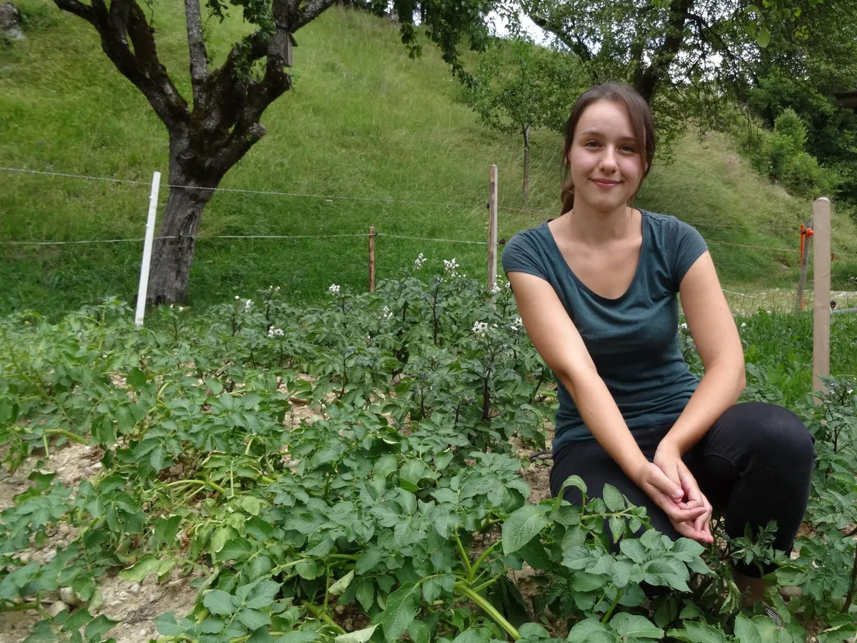 f01aed7f7ca8f6984d0bb06e857b474ba454b091 Tamara Widmer pflanzt im elterlichen Garten unter anderem blaue St Galler Kartoffeln und Süsskartoffeln an. (Bilder lid/mg)