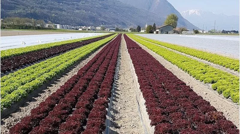 54d9e3c865e73d236a1a34ec5f20cf221ddd367b Gemüseproduzenten aus dem grenznahen Deutschland schlagen Alarm. Wegen einer Änderung der Einfuhrregelung sehen sie sich in ihrer Existenz bedroht.