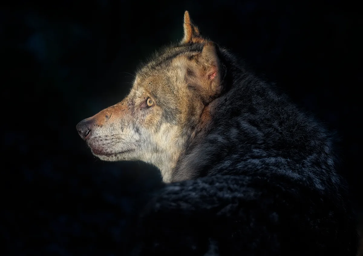 Wolf_lichtkegel Mehr Wölfe, weniger Risse: Das Bundesamt ist zufrieden mit der Regulation des Wolfsbestands
