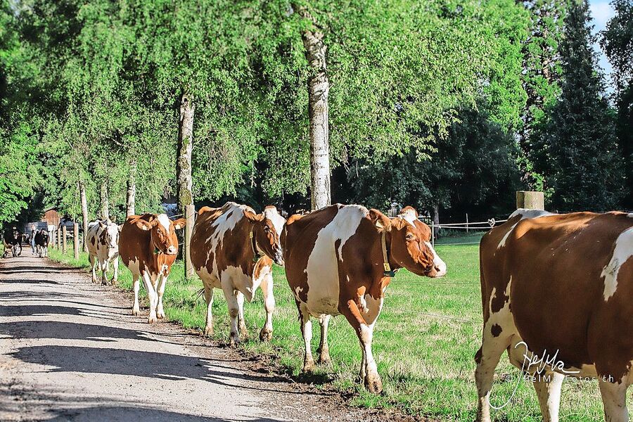 Der Gang an die Versammlung des BEBV ist neben Bio auch für die Milchproduzenten von Bedeutung.