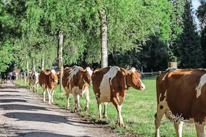 Der Gang an die Versammlung des BEBV ist neben Bio auch für die Milchproduzenten von Bedeutung.
