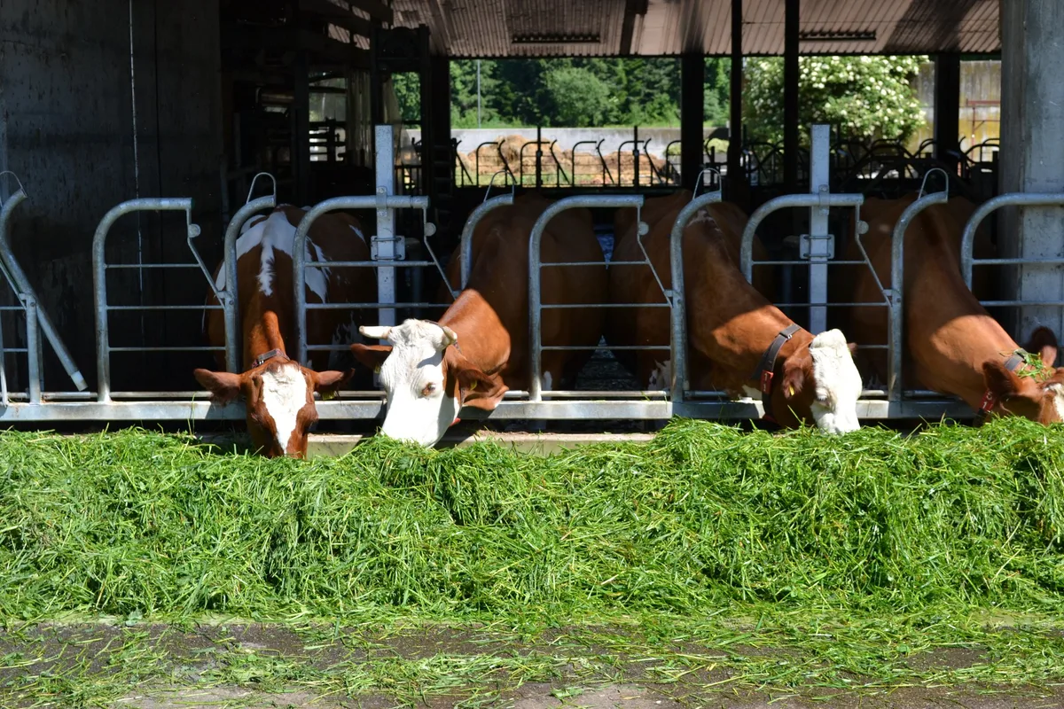 Landwirtinnen und Landwirte können ihren Betrieb mit neuen Referenzwerten vergleichen