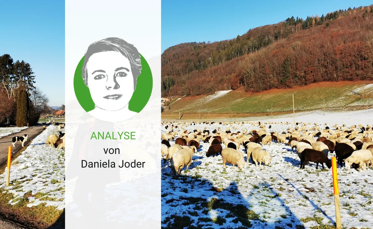 analyse-50 Stets neue Herausforderungen und Forderungen im Umgang mit Wolf