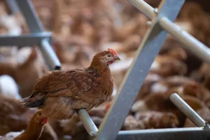 Ruedi Stucki aus Eggiwil BE produziert Mastpoulets für das Label Coop Naturafarm. Seine Hühner müssen/dürfen auf die Weide. Um sie vor Greifvögeln zu schützen, baut Stucki Zelte auf, spannt Netze und pflanzt Büsche. (März 2022)