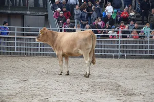 Die Palue-Tochter Uschi galt 3800 Franken. Sie war das einzige Tier im Angebot, welches Bio-tauglich war.