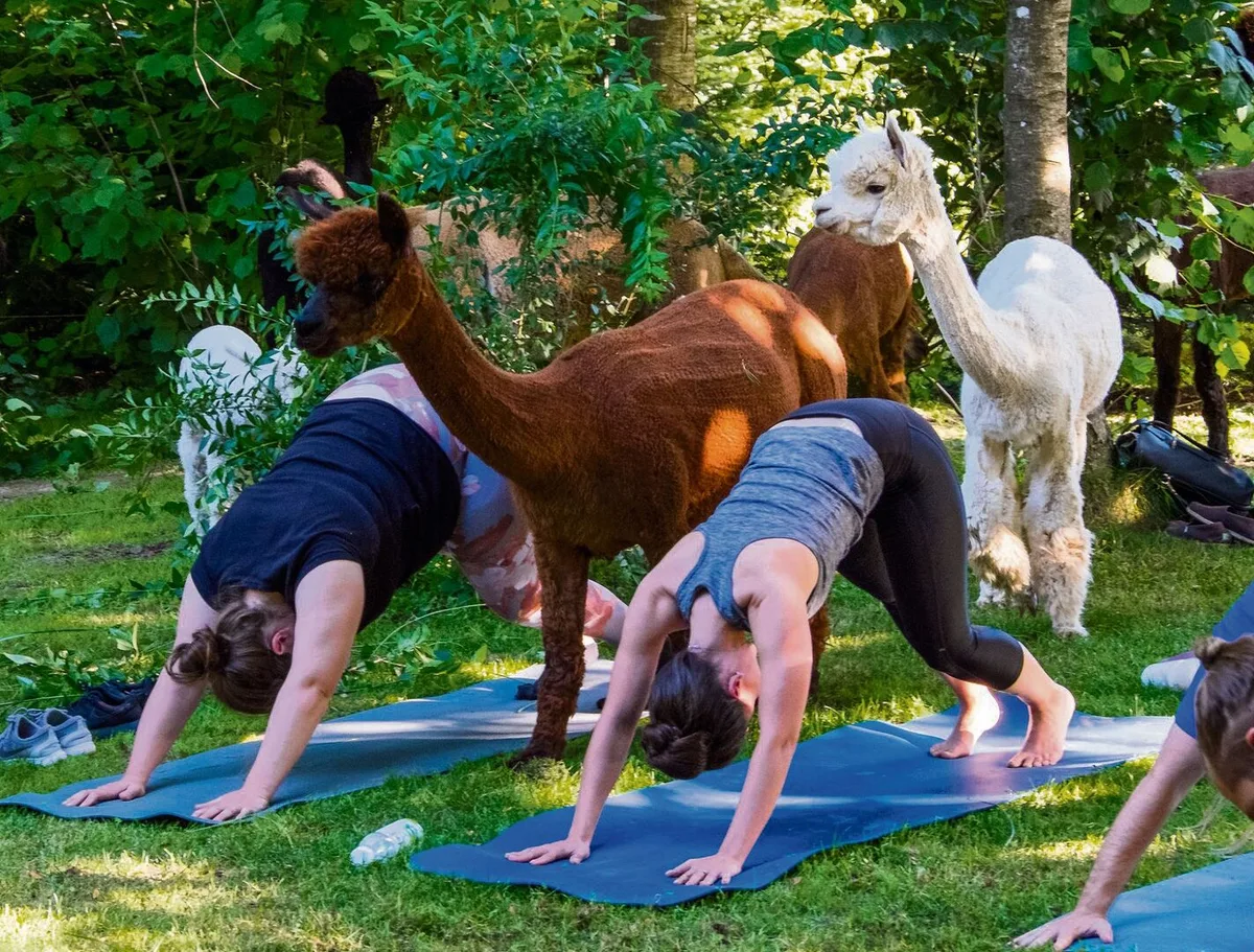 Yoga und Alpakas, passt das zusammen?