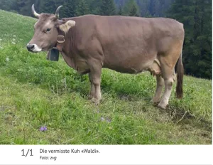 Die vermisste Kuh «Waldi» sollte Mitte Oktober ein Kalb zur Welt bringen. (Bild Screenshot 1815.ch)